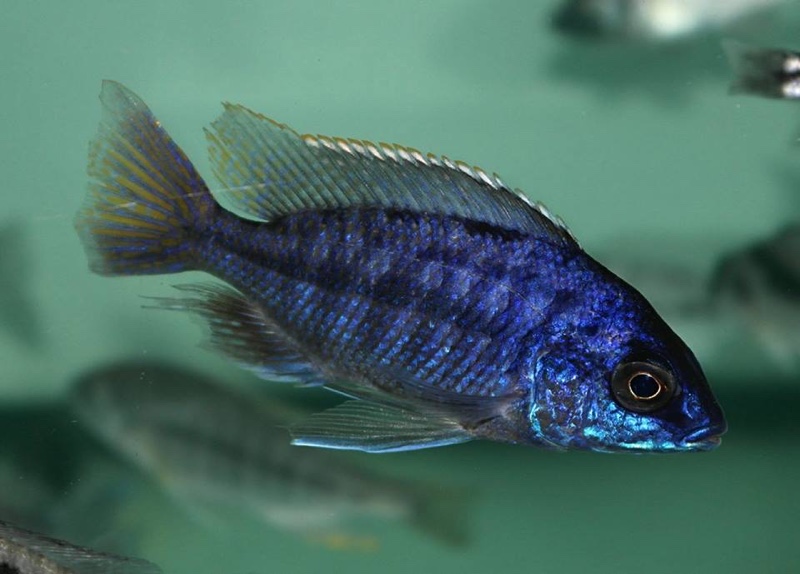 Protomelas taeniolatus 'Mazinzi Reef'